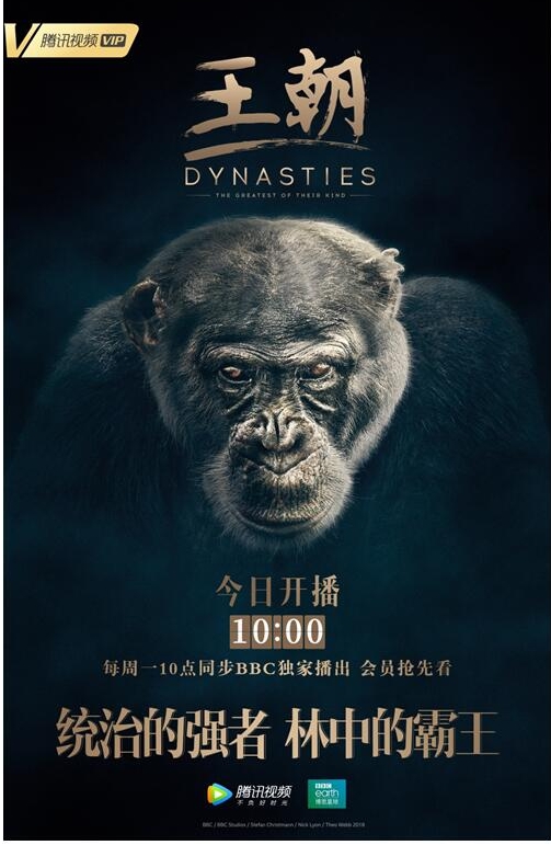 五大家族角逐动物界“奥斯卡” 腾讯视频独播BBC纪录片《王朝》上线